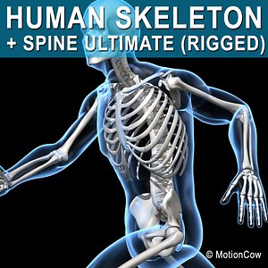 Human Skeleton - Rigged