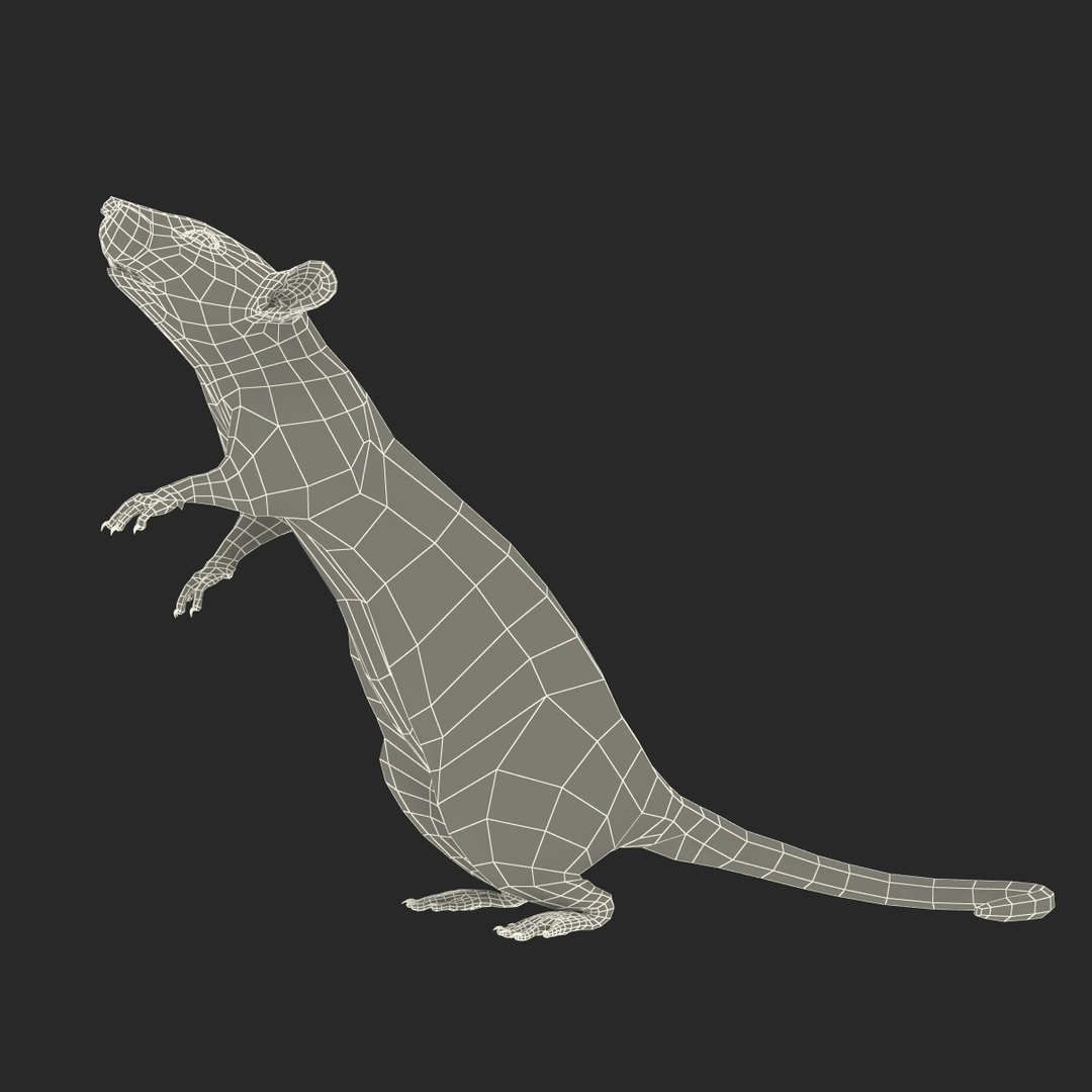 3d Model Rat 3 Pose 2