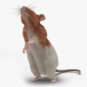 Rat 3 Pose 2 3D Model