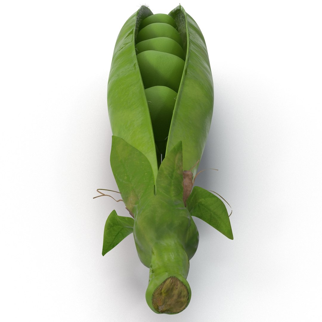 green peas max https://p.turbosquid.com/ts-thumb/HQ/lHWSCD/6JUcH5fQ/greenpeas_11/jpg/1400580560/1920x1080/fit_q87/d6c194ecdfa0951d1f409c3808fa7170d13ca49f/greenpeas_11.jpg