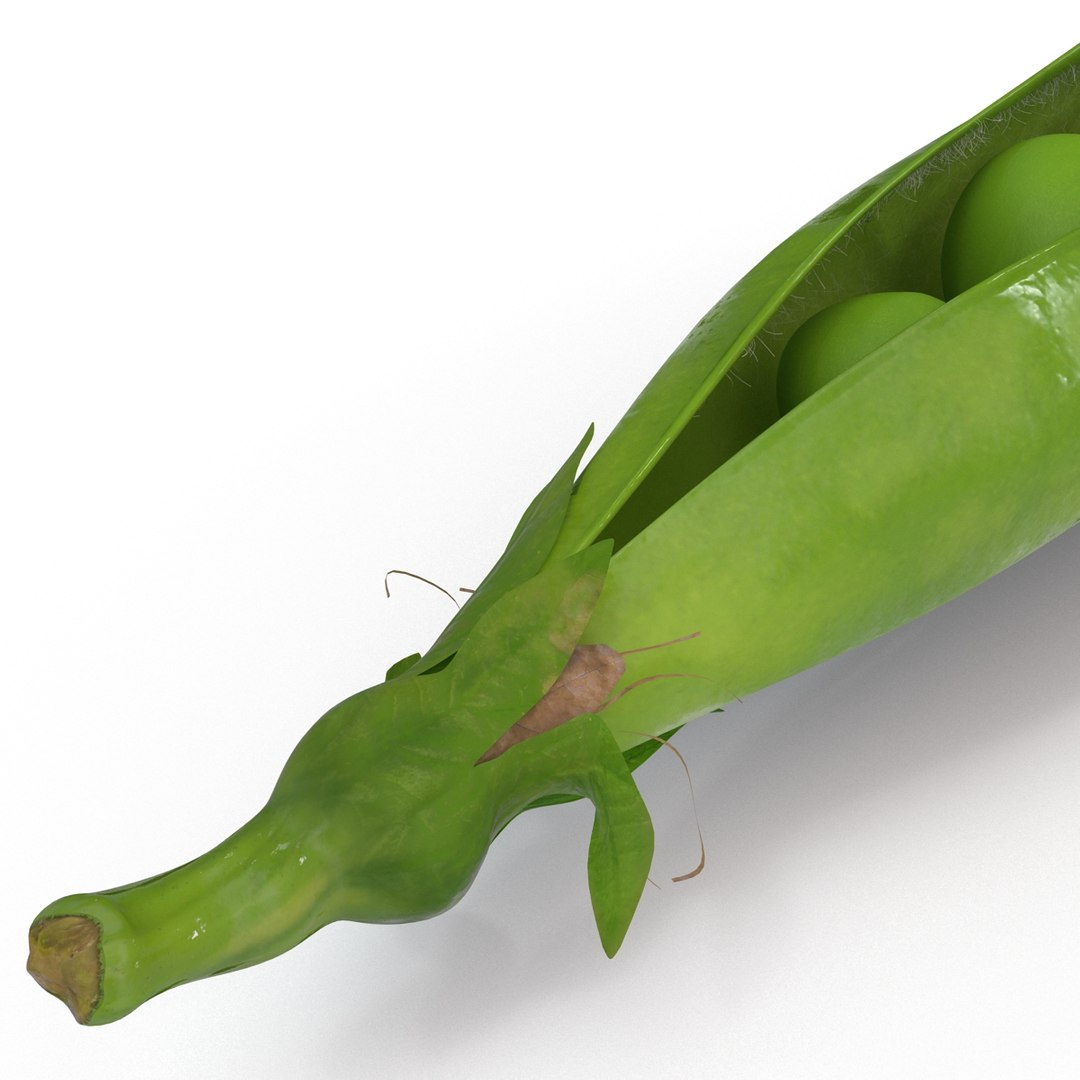 green peas max https://p.turbosquid.com/ts-thumb/HQ/lHWSCD/jQAKGlPC/greenpeas_17/jpg/1400580595/1920x1080/fit_q87/f3b9289786d40de9ee4710e9927dc7f86530e17f/greenpeas_17.jpg