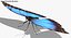 realistic blue morpho butterfly model