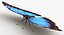 realistic blue morpho butterfly model