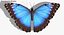 realistic blue morpho butterfly model