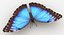 realistic blue morpho butterfly model