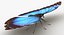 realistic blue morpho butterfly model