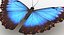 realistic blue morpho butterfly model