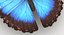 realistic blue morpho butterfly model