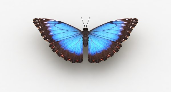 Blue Morpho Butterfly Morpho didius in 3D Echter exotischer Schmetterling 