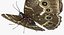 realistic blue morpho butterfly model