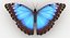 realistic blue morpho butterfly model