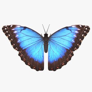 realistic blue morpho butterfly model