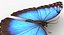realistic blue morpho butterfly model