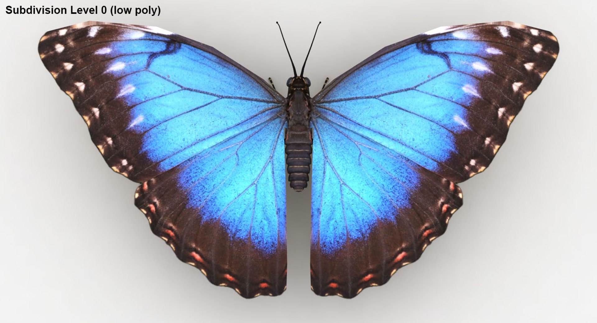 realistic blue morpho butterfly model https://p.turbosquid.com/ts-thumb/HQ/w6yizu/zPjo1Kty/lemon_rr_29/jpg/1532706248/1920x1080/fit_q87/6090c2d1c99d5bdd6afba57390c23255543e1c37/lemon_rr_29.jpg