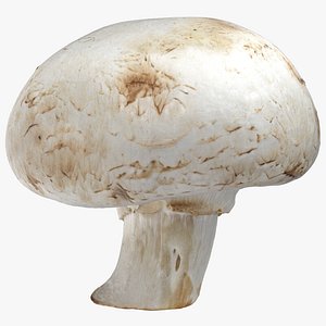 3D white button mushroom 04