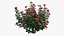 Rose plant set 22