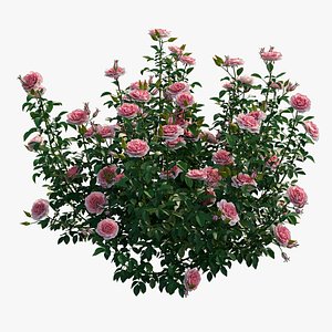rose plant 3D