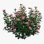 Rose plant set 22