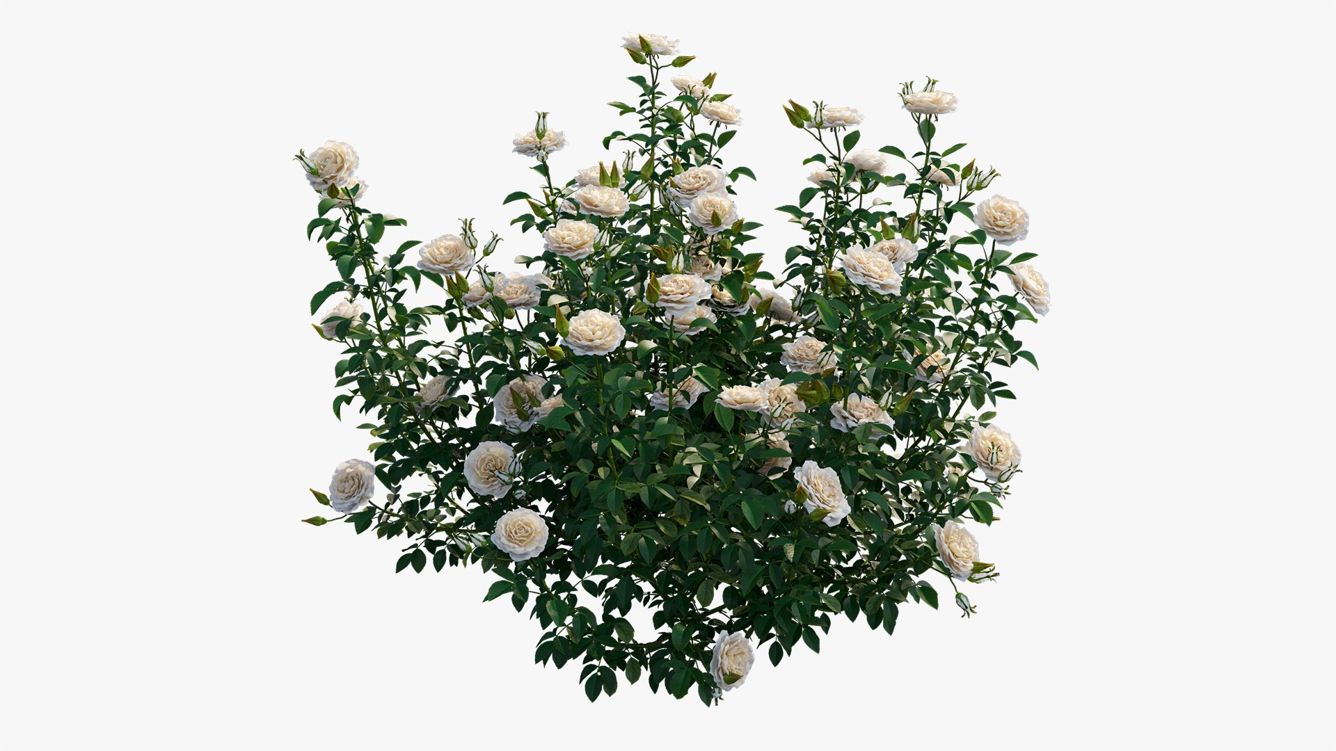 rose plant 3D https://p.turbosquid.com/ts-thumb/HR/1U22wo/Eo47i2lT/4/jpg/1603631000/1920x1080/fit_q87/4051ae26ed1c1887eea87b908adf8190442b54bc/4.jpg