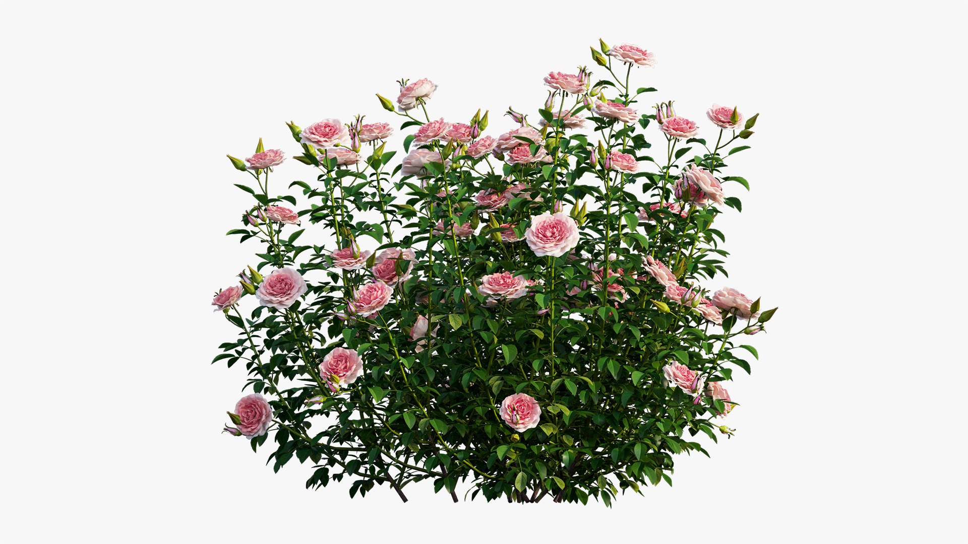 rose plant 3D https://p.turbosquid.com/ts-thumb/HR/1U22wo/SuftpN7P/6/jpg/1603631001/1920x1080/fit_q87/32c4f4e6bcec8f684a2e166dd003763150a19f23/6.jpg