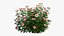 Rose plant set 22