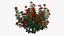 Rose plant set 22