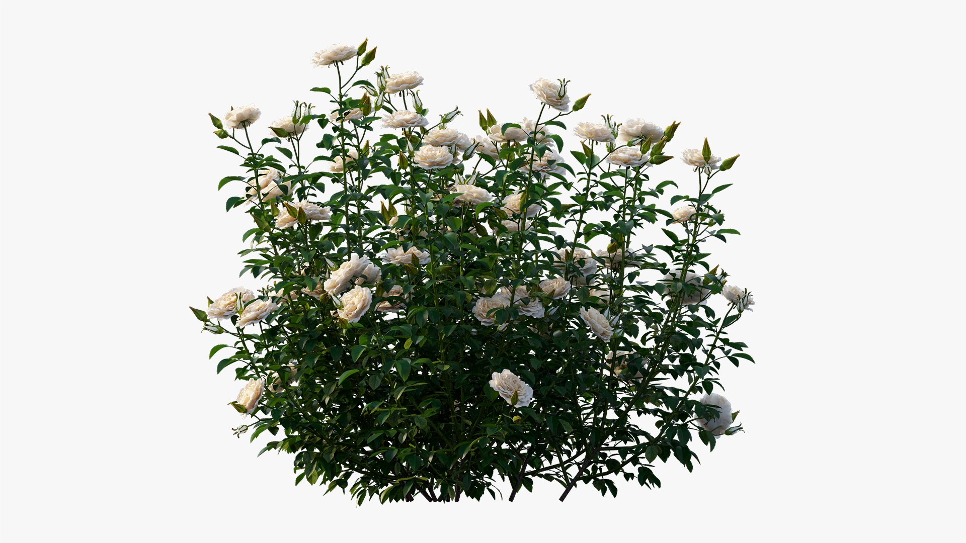 rose plant 3D https://p.turbosquid.com/ts-thumb/HR/1U22wo/WeAeZNiH/8/jpg/1603631002/1920x1080/fit_q87/64fa1d06f9c38998f95485eb06c1f877035e02a7/8.jpg