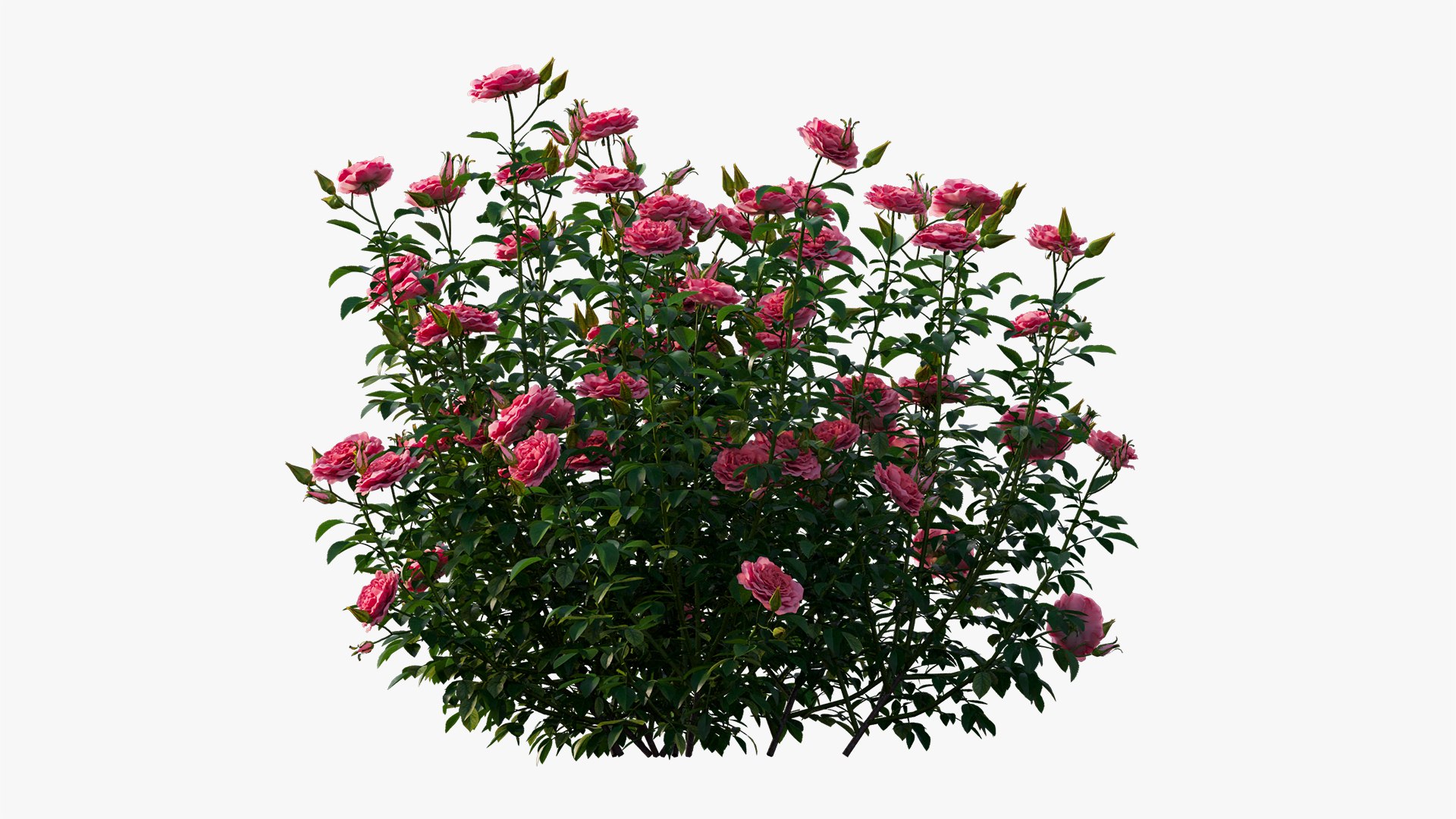 rose plant 3D https://p.turbosquid.com/ts-thumb/HR/1U22wo/ZidkLuEs/9/jpg/1603631002/1920x1080/fit_q87/66fbabf3eafd904810e8bdb057ef638e37148879/9.jpg