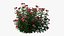Rose plant set 22