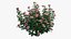 Rose plant set 22