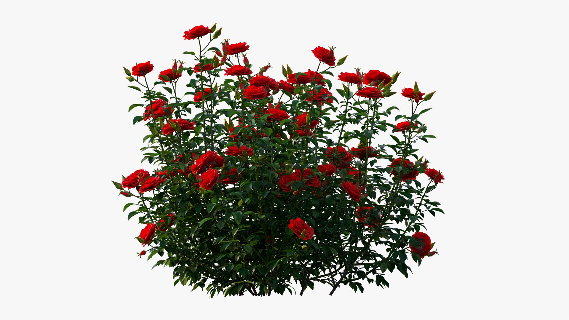 rose plant 3D https://p.turbosquid.com/ts-thumb/HR/1U22wo/dRxPpuGi/10/jpg/1603631002/1920x1080/fit_q87/4c9b3b791f13211f4ce2c6c18901ae28fdd85e39/10.jpg