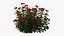 Rose plant set 22