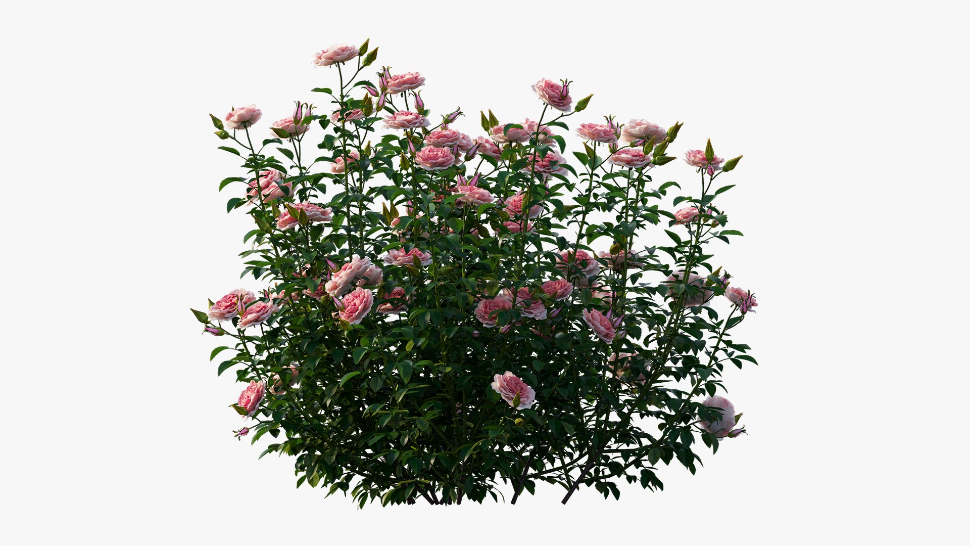 rose plant 3D https://p.turbosquid.com/ts-thumb/HR/1U22wo/zVZ9vkW0/7/jpg/1603631001/1920x1080/fit_q87/f09b1ae7c0caaff363b325bc19572ba5274b871c/7.jpg