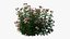 Rose plant set 22