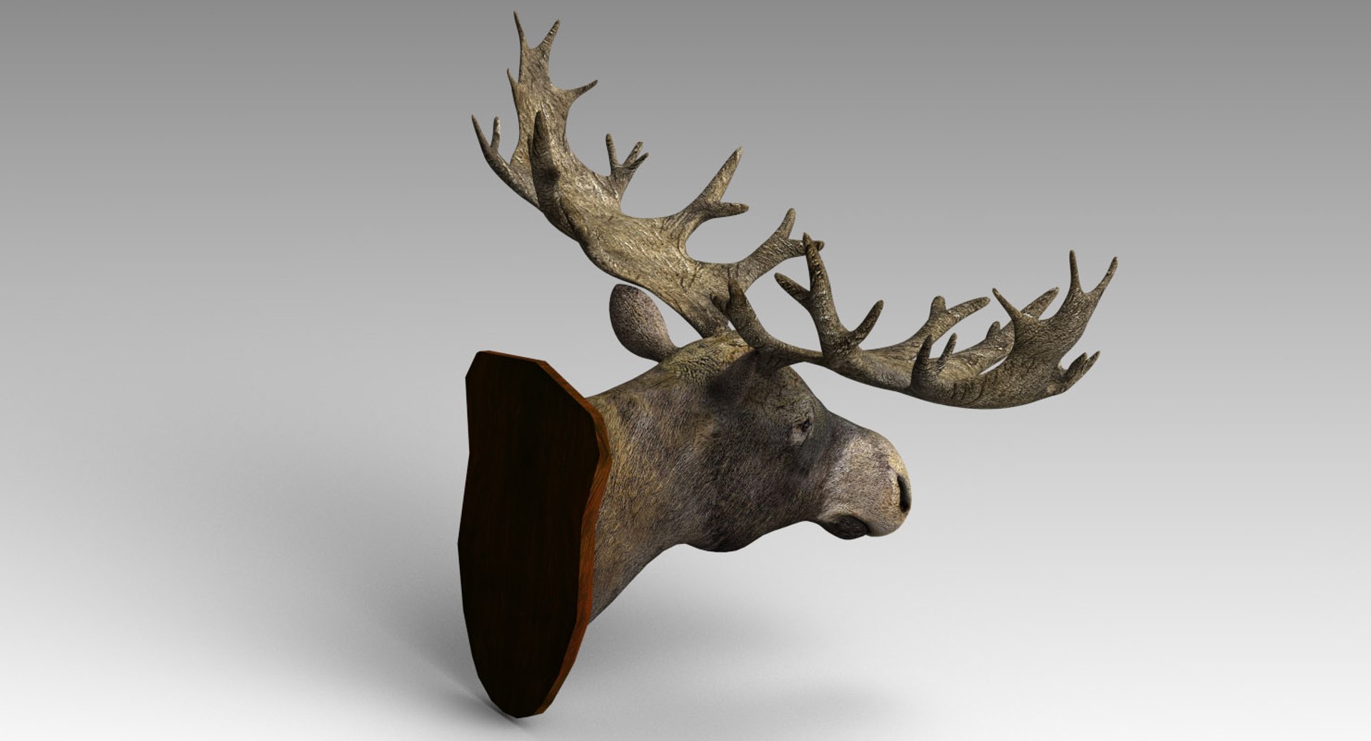 Moose Head 3D Model TurboSquid 1429753 Moosehead 06