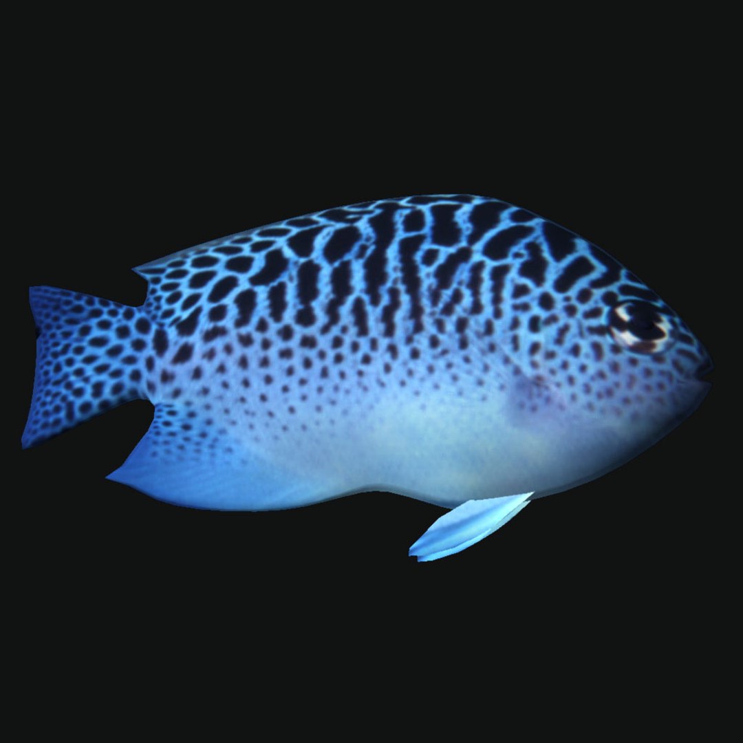 Ocean Fish Model - TurboSquid 1244914