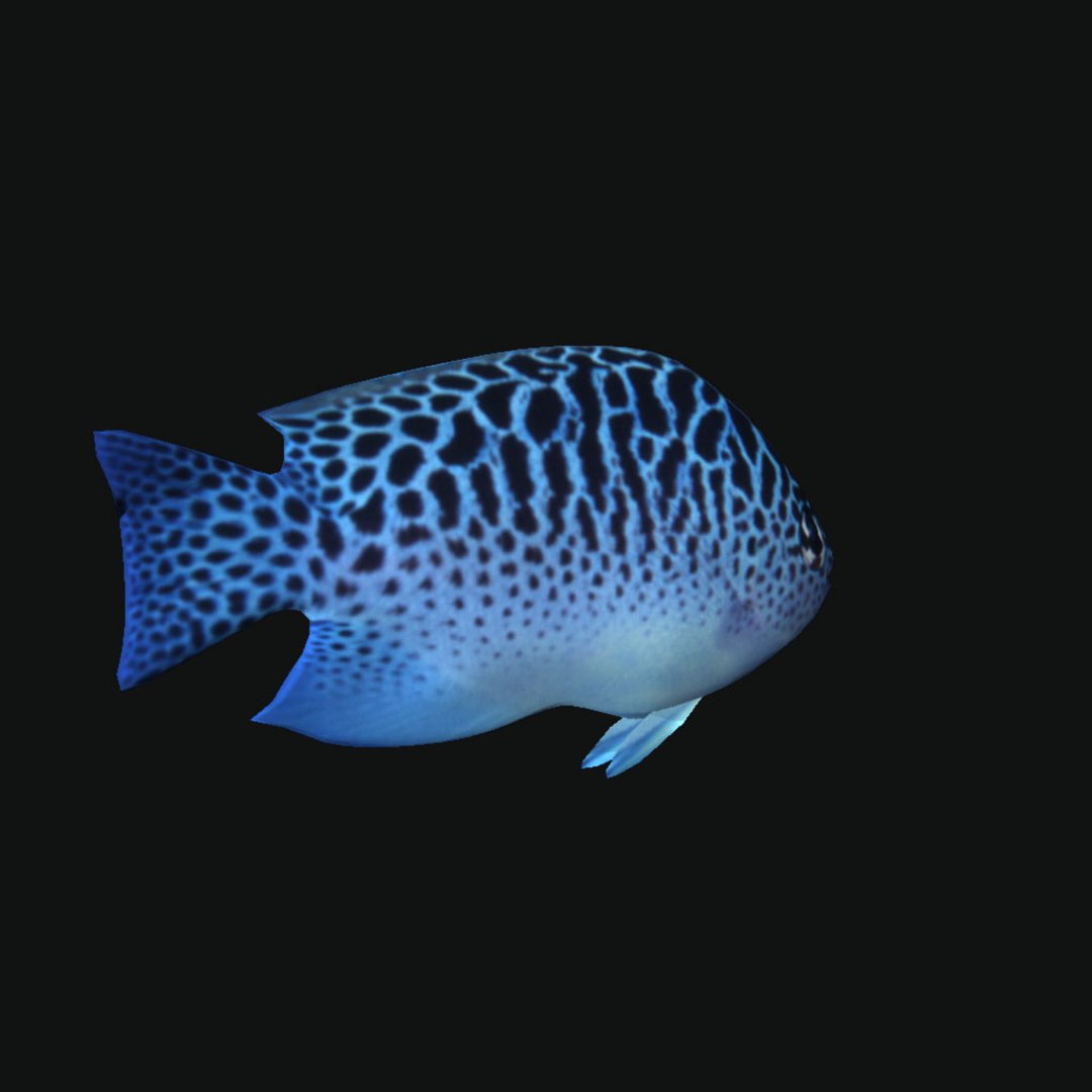 Ocean Fish Model - TurboSquid 1244914