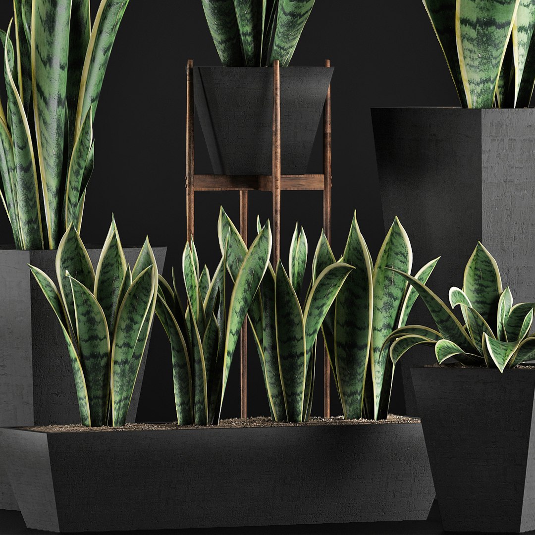 exotic plants trees model https://p.turbosquid.com/ts-thumb/HR/BWg81m/5VqXLgf1/04/jpg/1600620208/1920x1080/fit_q87/b97fc424f754d0229ffce12a7e956ce5dd41ed0e/04.jpg