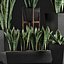 Collection de plantes 29