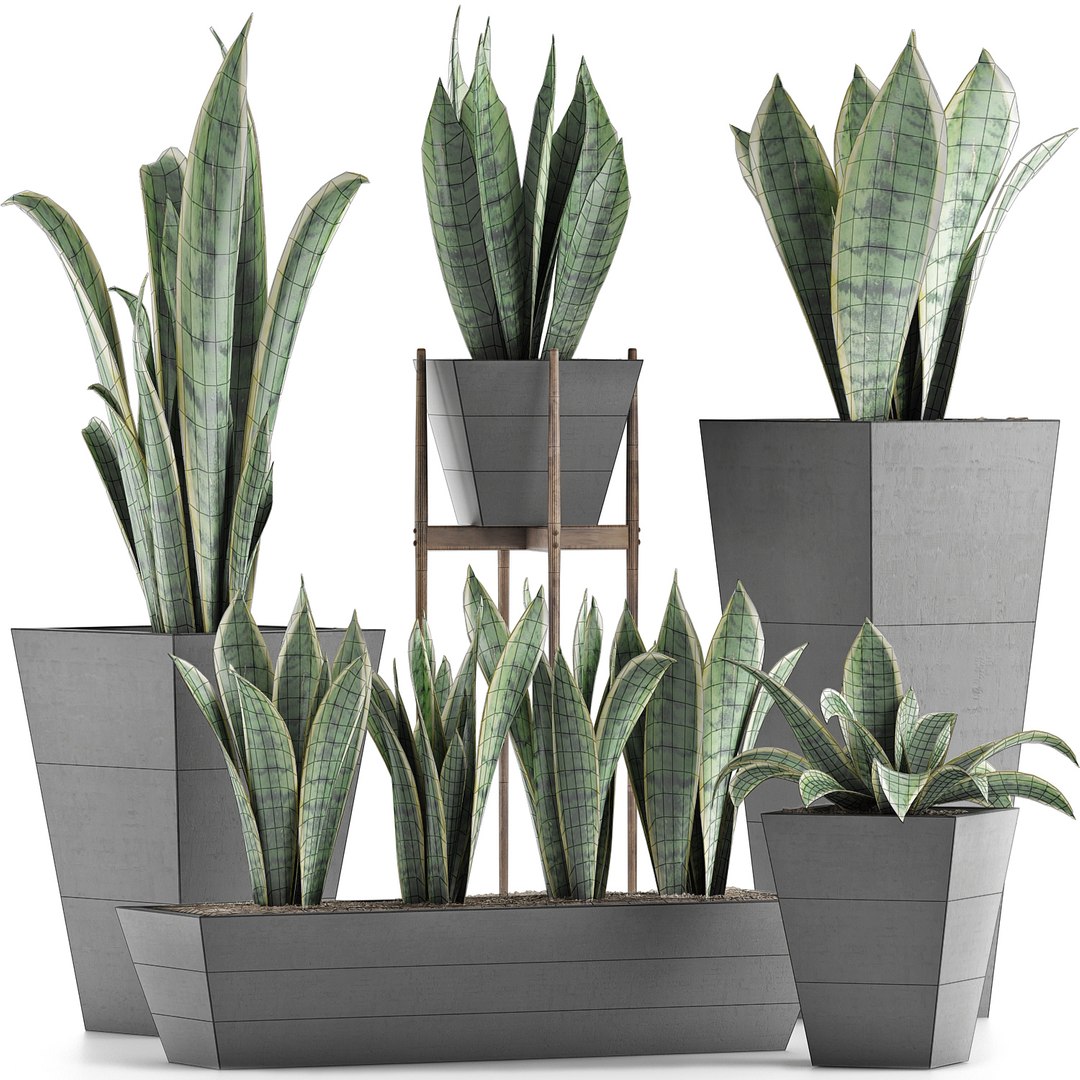 exotic plants trees model https://p.turbosquid.com/ts-thumb/HR/BWg81m/6O3jSS7x/07/jpg/1600620208/1920x1080/fit_q87/02e3d13310ff648d8c8a7d1b5d53f9f46893d0a2/07.jpg