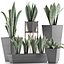 Collection de plantes 29