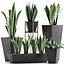 Collection de plantes 29