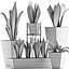 Collection de plantes 29