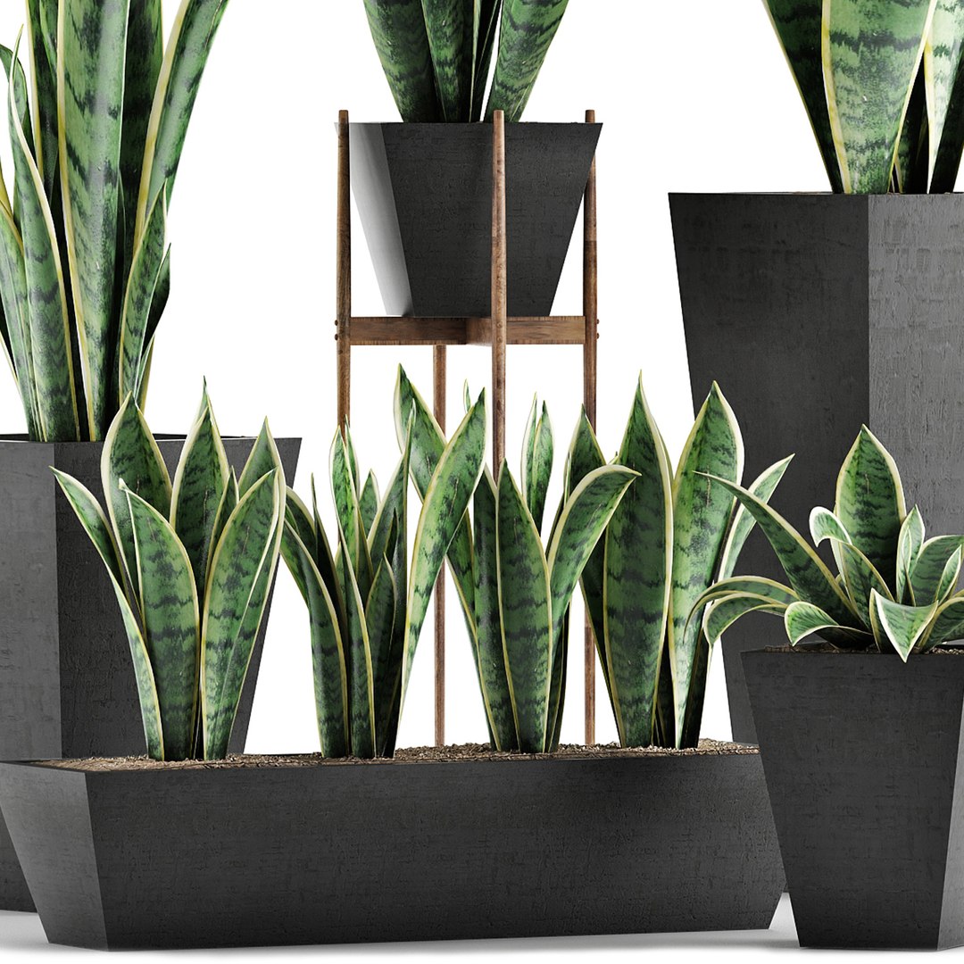 exotic plants trees model https://p.turbosquid.com/ts-thumb/HR/BWg81m/Sbki0g9j/02/jpg/1600620208/1920x1080/fit_q87/520edf683626520080b40bd2fbedb0f7c4cb7921/02.jpg