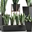 Collection de plantes 29