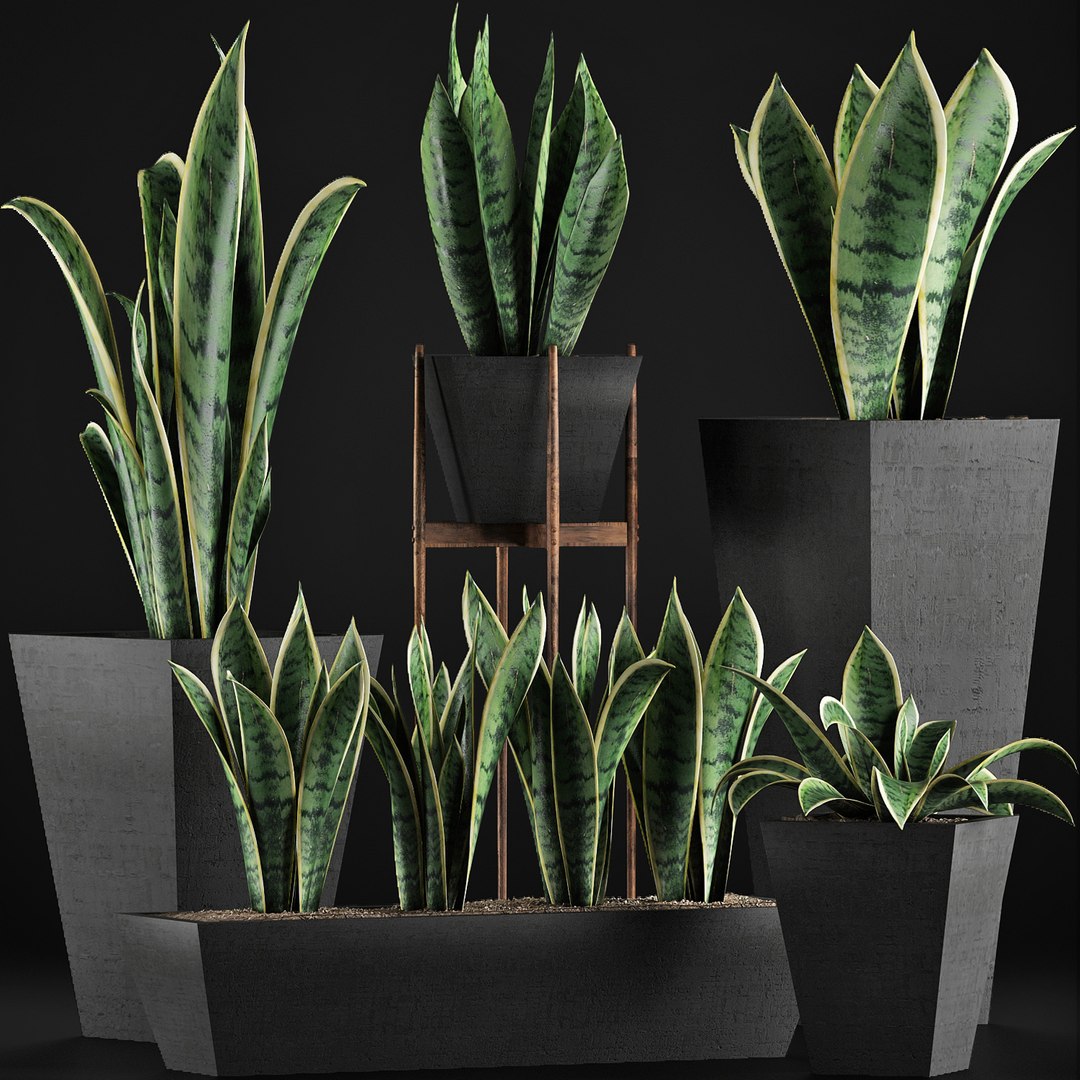 exotic plants trees model https://p.turbosquid.com/ts-thumb/HR/BWg81m/bLNgBeDN/03/jpg/1600620208/1920x1080/fit_q87/16661c0bbe6618c72106cddcaf66557636f7f073/03.jpg