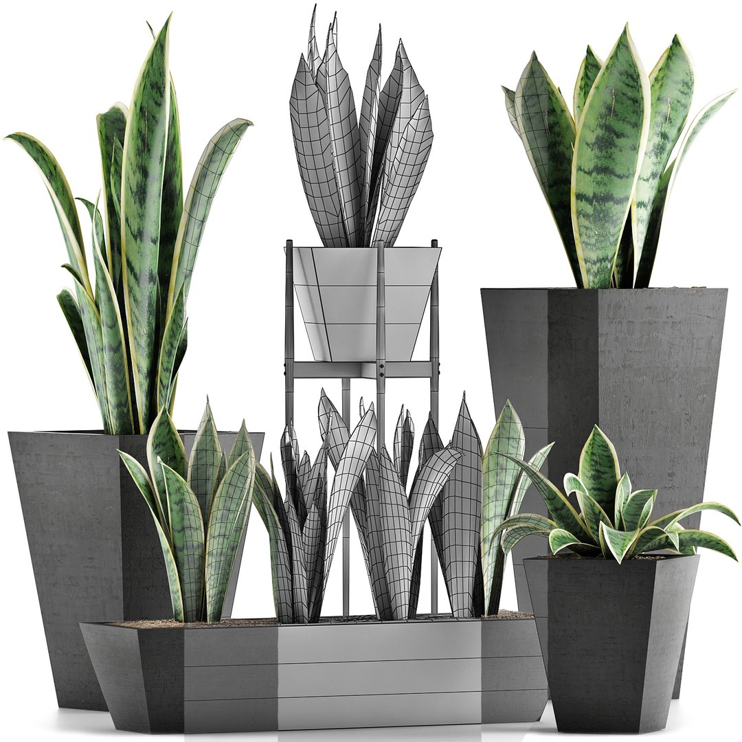 exotic plants trees model https://p.turbosquid.com/ts-thumb/HR/BWg81m/fwT0FPcO/08/jpg/1600620208/1920x1080/fit_q87/a54e601d417ebca71d8c3b6e504ce19fd0f44130/08.jpg