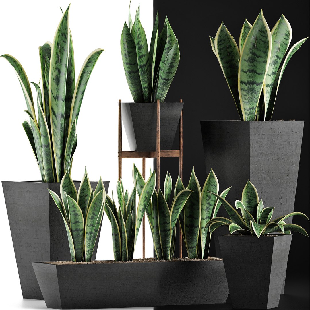 exotic plants trees model https://p.turbosquid.com/ts-thumb/HR/BWg81m/l1zrCrId/06/jpg/1600620208/1920x1080/fit_q87/fb08d31d1141a2569f0df50cd62253daae1fa396/06.jpg