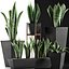 Collection de plantes 29