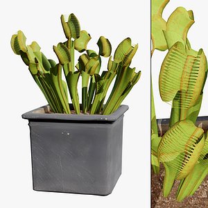 3D Realistic Venus Fly Trap model